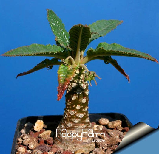 Rare Giant Cactus Flower Seeds - Heat Tolerant Succulent Perennial Plants for Home & Garden