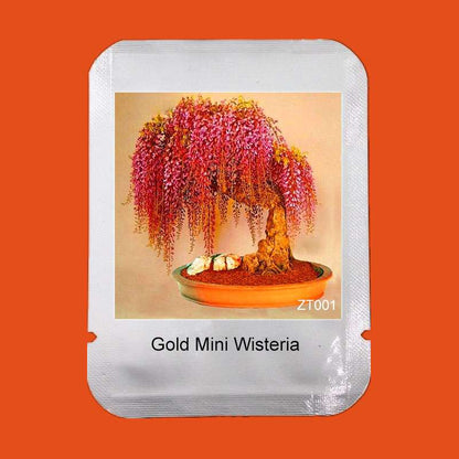 Rare Gold Mini Bonsai Wisteria Seeds - Indoor Flowering Plants, Professional Pack