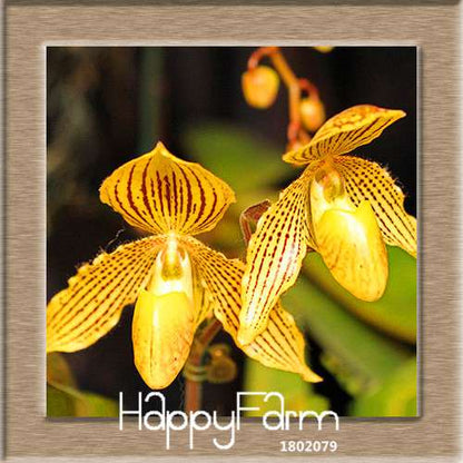 18 Color Orchid Seeds - Cypripedium & Paphiopedilum Bonsai Flower Seeds, Exotic Home Garden Planting