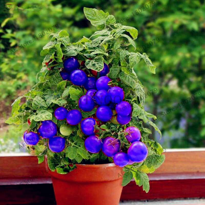 Bonsai Tomato Seeds - Easy to Grow Perennial Plant for Home & Garden, Healthy Fruit & Veggies