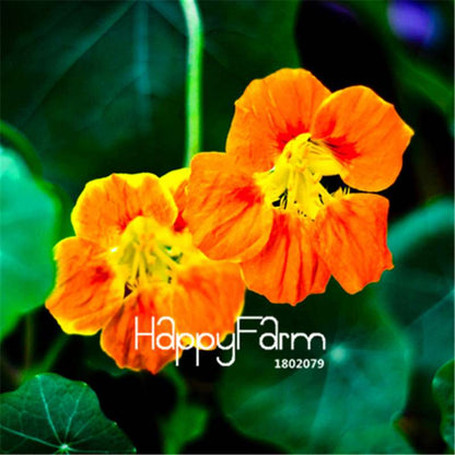 Rare Hanging Nasturtium Seeds - Vibrant Climbing Flowers for Garden & Containers