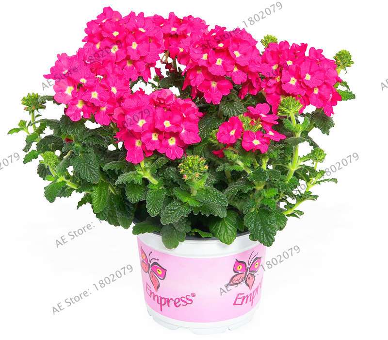 Verbena Seeds for Planting - Easy to Grow Potted Flowers, Bonsai Garden Seeds for Home & Outdoors