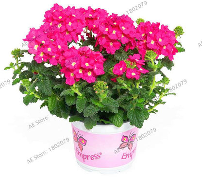 Verbena Seeds for Planting - Easy to Grow Potted Flowers, Bonsai Garden Seeds for Home & Outdoors