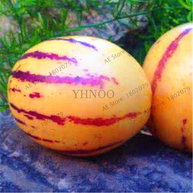 Ginseng Fruit Seeds - Nutritious Mini Bonsai Tree for Pots & Courtyard | Home Gardening Vegetable Melon Seeds