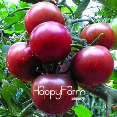 Organic Chocolate Black Tomato Seeds - for Home Garden, Non-GMO Heirloom Vegetable Seeds