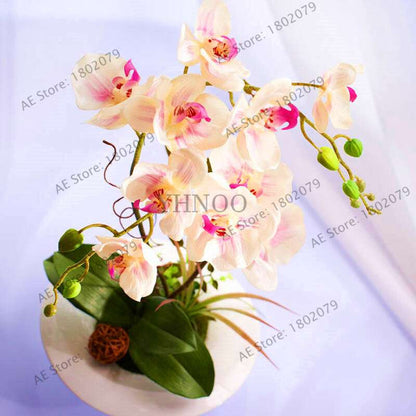 Rare Mixed Color Butterfly Orchid Seeds - Beautiful Bonsai Balcony Flowers for Garden Planting
