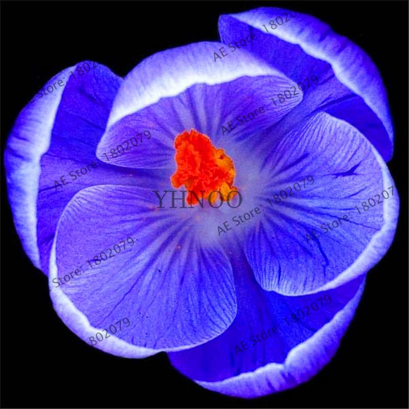Premium Saffron Seeds - Grow Saffron Crocus Flowers for Home, Garden & Bonsai | Fast Shipping