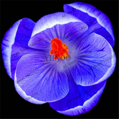Premium Saffron Seeds - Grow Saffron Crocus Flowers for Home, Garden & Bonsai | Fast Shipping