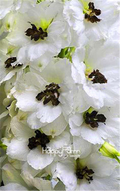 Rocket Larkspur Seeds - Easy-Grow Delphinium Flowers for Home Garden & DIY Potted Bonsai