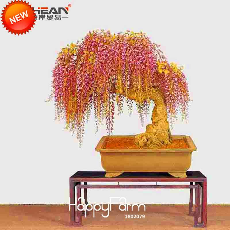 Rare Mini Bonsai Wisteria Seeds - Indoor Plants for Home & Garden - Fast US Shipping