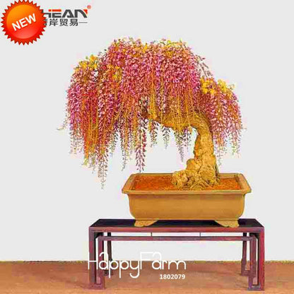 Rare Mini Bonsai Wisteria Seeds - Indoor Plants for Home & Garden - Fast US Shipping