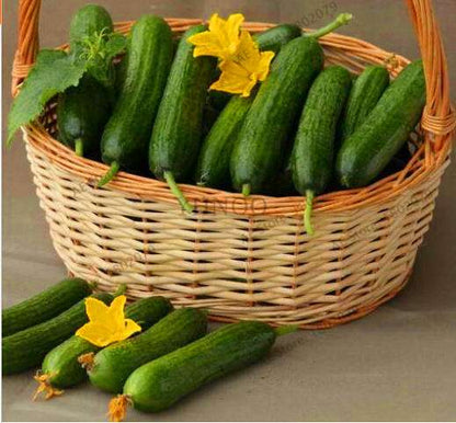ORZEL Early Cucumber Seeds - Polish Variety, Fast-Growing, Ideal for Home Garden & Open Soil Planting