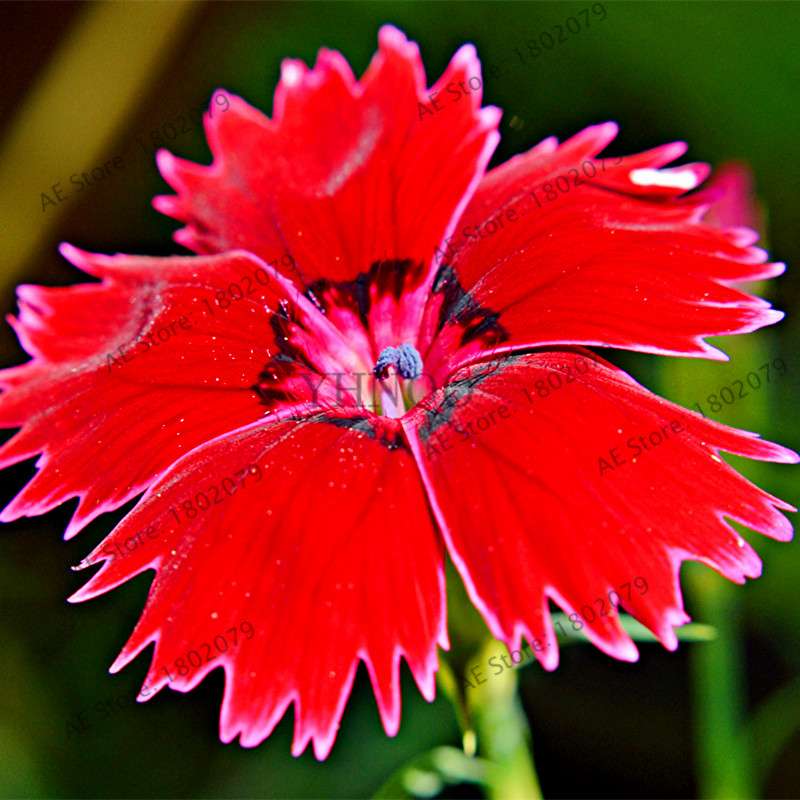 Dianthus Seeds - 24 Vibrant Colors, Easy to Grow, High Germination for DIY Garden Flowers | Fast Shipping
