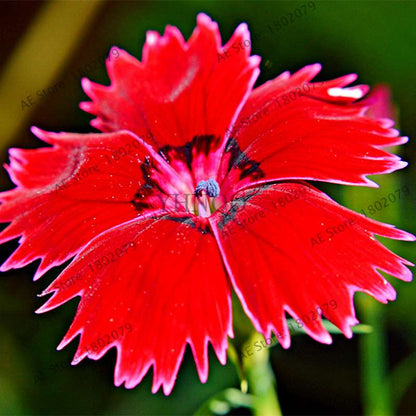 Dianthus Seeds - 24 Vibrant Colors, Easy to Grow, High Germination for DIY Garden Flowers | Fast Shipping