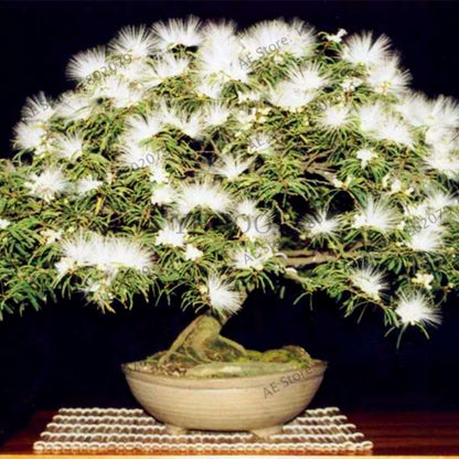 Albizia Flower Seeds (Mimosa Tree) - Bonsai & Ornamental Garden Tree for Home Planting