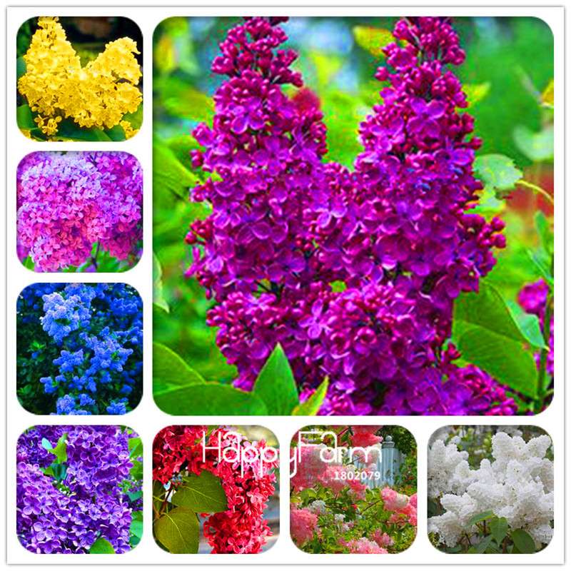 Japanese Bonsai Lilac Flower Seeds - DIY Home Garden Planting Kit for Indoor/Outdoor