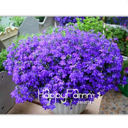 Lobelia Seeds - Bonsai Flower, Creeper & Ground Cover Plants for Garden Landscaping | Fast-Growing