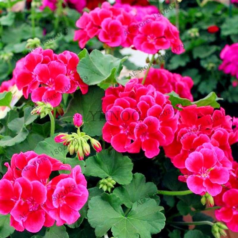 Rare Mixed Color Geranium Seeds - Vibrant Variegated Potted Flowers for Garden & Bonsai | Fast Shipping