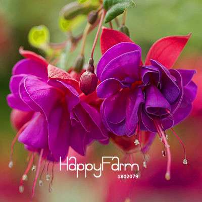 Fuchsia Flower Seeds - Pink Purple Bell Hanging Plants for Pots, Home & Garden