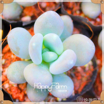 99 Rare Succulents & Lithops Seeds - Exotic Bonsai Plants, - Unique Office & Home Garden