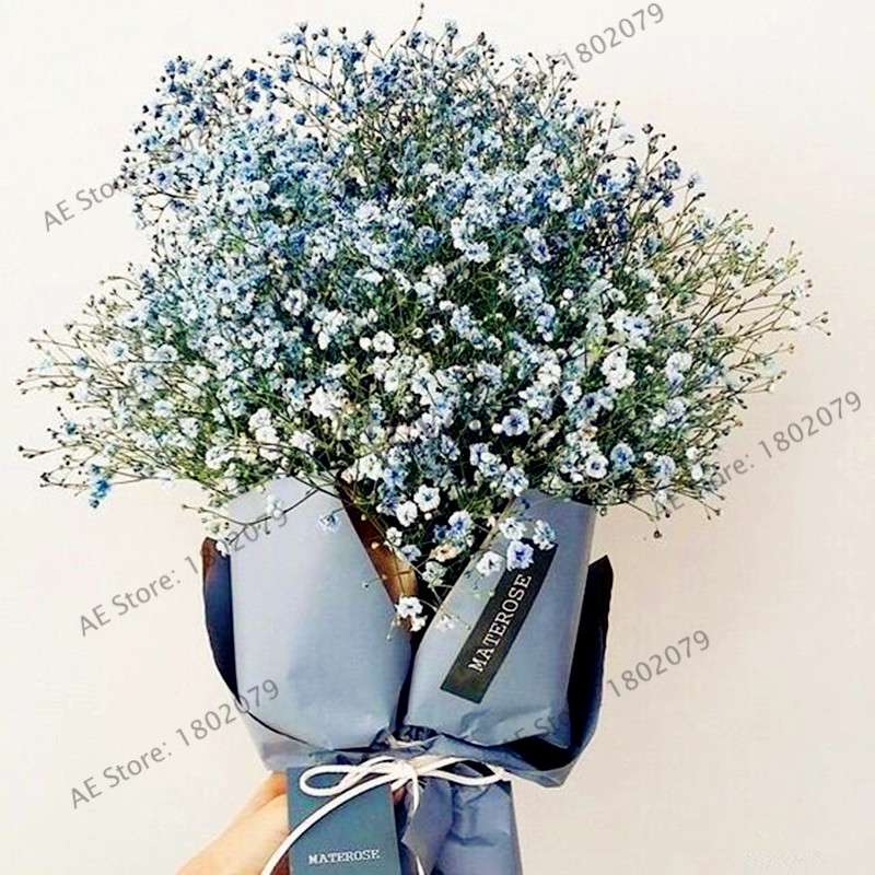 Gypsophila Paniculata Seeds - Vibrant Multi-Color Baby's Breath for Home & Garden | Fast Shipping