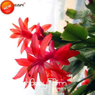 24 Color Rare Schlumbergera Bonsai Seeds - | Unique Truncatus Flower Seeds for Planting