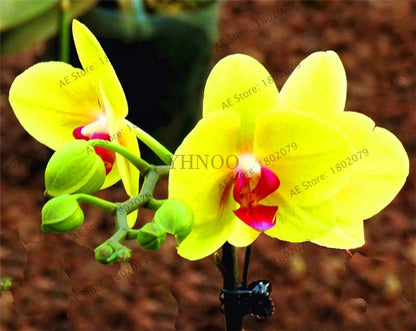Rare Mixed Color Butterfly Orchid Seeds - Beautiful Bonsai Balcony Flowers for Garden Planting