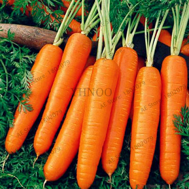 Organic Carrot Seeds - Easy to Grow, Nutrient-Rich Veggies for Home Garden Planting (Healthy, Non-GMO)