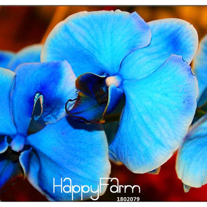 Blue Butterfly Orchid Seeds - Rare Bonsai Phalaenopsis for Stunning Gardens