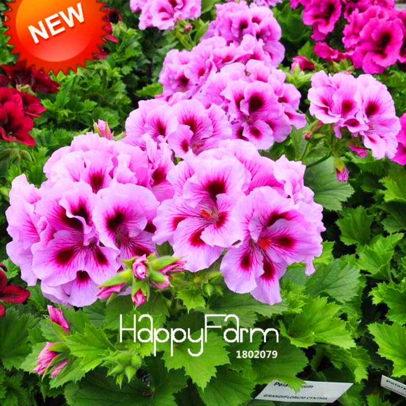 Rare Purple Queling Univalve Geranium Seeds | Perennial Pelargonium Peltatum | Exotic Flower Seeds for Garden