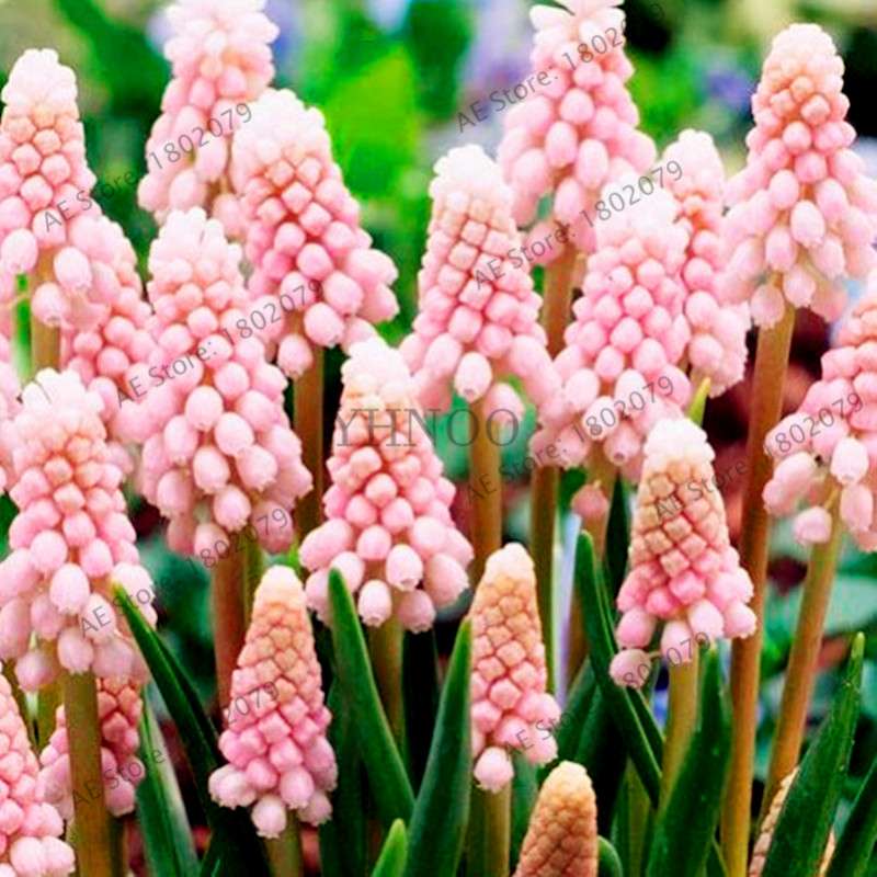 Hyacinth Seeds for Planting - Easy-Grow Potted Bonsai Flowers, Indoor/Outdoor Garden
