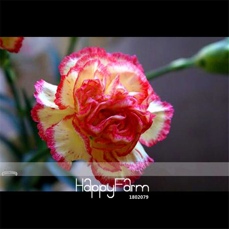 Carnation Seeds - 23 Rare Colors Including Black, Blue & Purple | Dianthus Caryophyllus Pack