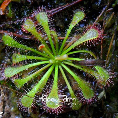 Sundew Seeds - Rare Carnivorous Bonsai Plants, Fresh & Novelty Garden Seeds for Home Gardening