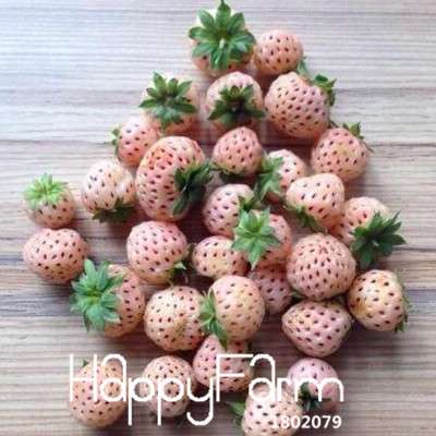 Pink Strawberry Seeds for Planting - Sweet Fruit, Home Garden, DIY Potted Plants (Indoor/Outdoor)