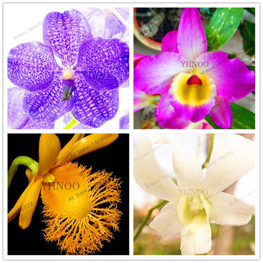 Rare Dendrobium Orchid Seeds - Perennial Indoor & Outdoor Balcony Office Plants
