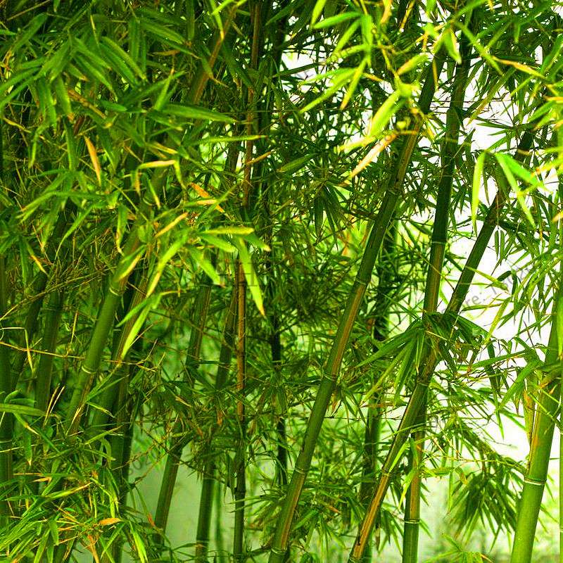 Colorful Bamboo Seeds - Rare Chinese Perennial Ornamental Plants for Garden