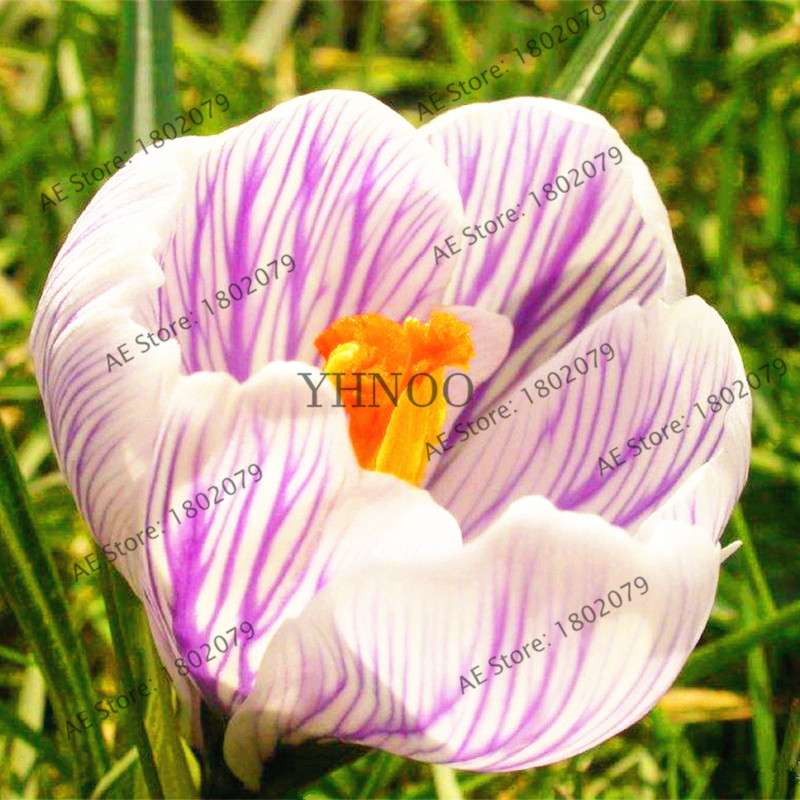 Premium Saffron Seeds - Grow Saffron Crocus Flowers for Home, Garden & Bonsai | Fast Shipping