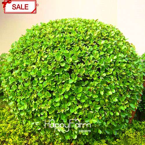 Boxwood Bonsai Seeds - Grow Purifying Air Boxtree Plants, Real Potted Seeds for Home & Garden