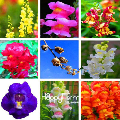 Rare Black Rose Snapdragon Seeds - Exotic Death Flower Plant for Garden