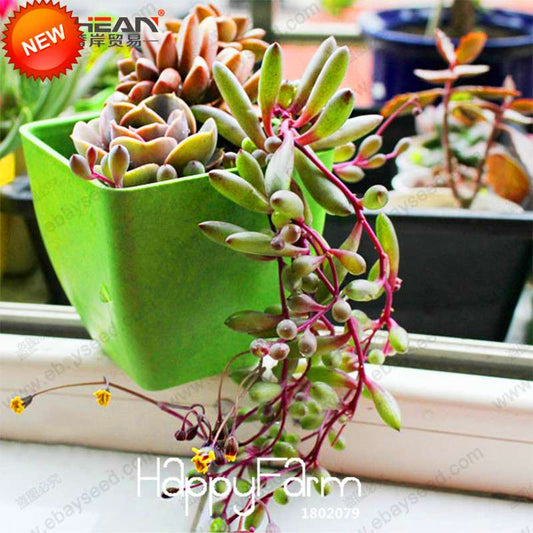 Pearl Chlorophytum Seeds - Air-Purifying Indoor Plants, Easy-Grow Bonsai for Home & Garden