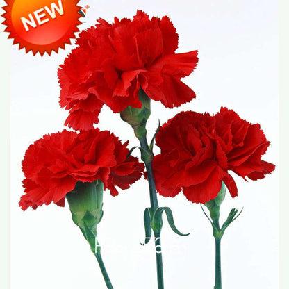 Big Red Carnation Seeds - for Balcony, Potted & Garden - Dianthus Caryophyllus Flowers