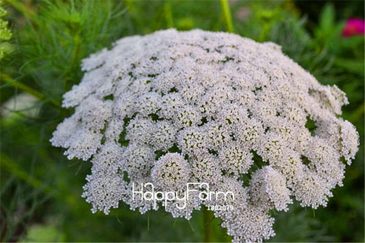 Lace Bishop Flower Seeds - Beautiful Garden & Bonsai Planting for Home & Balcony