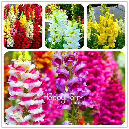 Snapdragon Seeds - Color Mix, Bonsai & Balcony Flowers, DIY Home Garden Planting - Non-GMO, Fast Growth