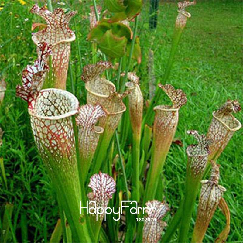 Carnivorous Nepenthes Seeds - Mosquito Eating Plant for Bonsai & Garden - Rare Insectivorous Variety