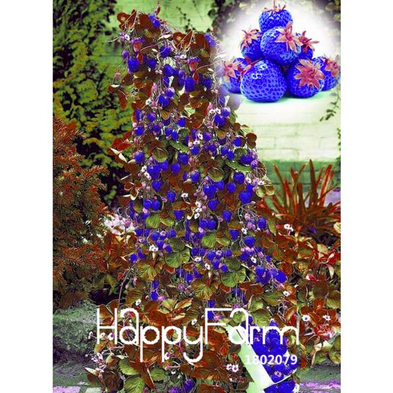 Blue Climbing Strawberry Tree Seeds - Rare Fruit Seeds for Home Garden & Bonsai Planting