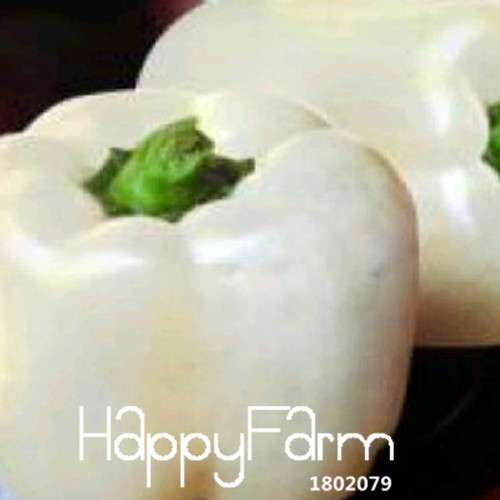 Organic Milk Pepper Seeds - Sweet, Non-GMO Vegetable Seeds for Garden & Pots - USA Shipping