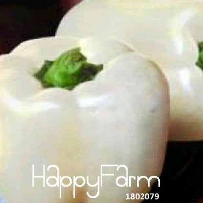 Organic Milk Pepper Seeds - Sweet, Non-GMO Vegetable Seeds for Garden & Pots - USA Shipping