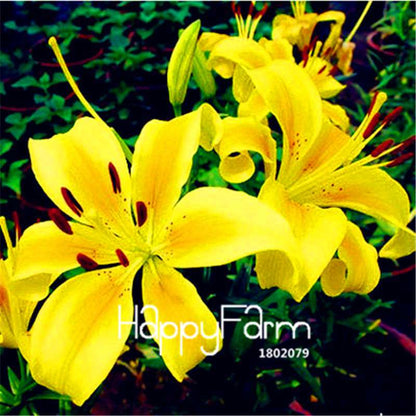 Lily Flower Seeds - Easy to Grow Bonsai Plants for Home & Garden | Fast Blooming
