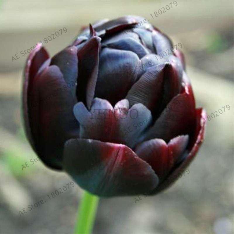 Rare Double Tulip Bulbs (Not Seeds) - 24 Colors, Fresh Flower Bulbs for Planting - Fast Shipping
