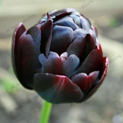 Rare Double Tulip Bulbs (Not Seeds) - 24 Colors, Fresh Flower Bulbs for Planting - Fast Shipping